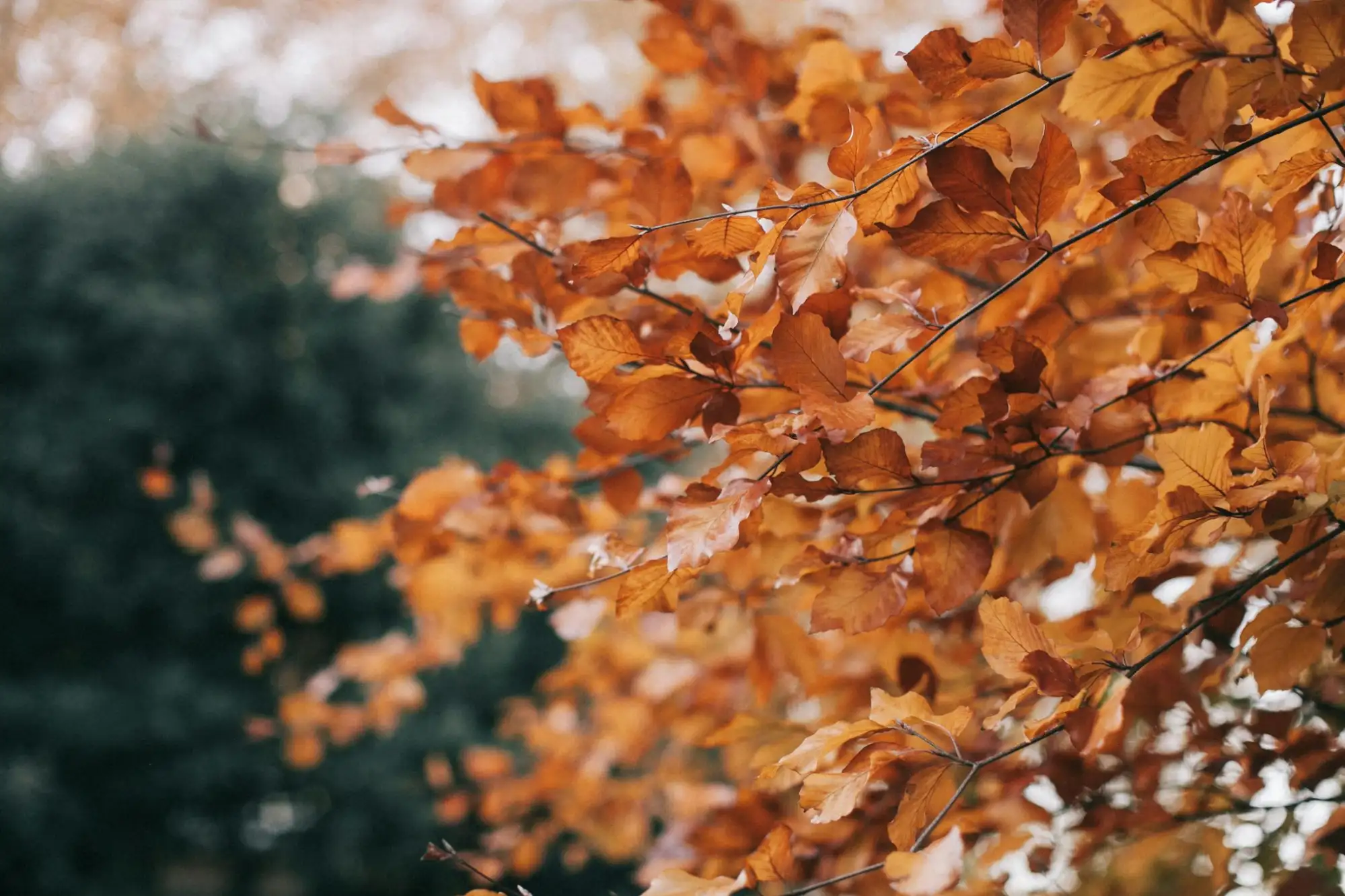 Autumn Cosiness at The Wheelwright's Arms: A Seasonal Delight