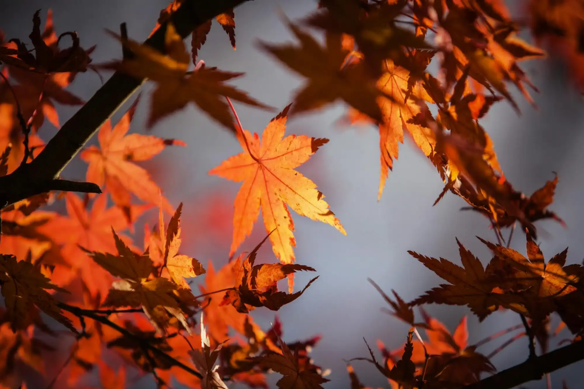 Autumn Enchantment at The Thomas Lord: A Symphony of Seasons in West Meon