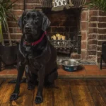 upham_theoldmill_dogfriendly.webp